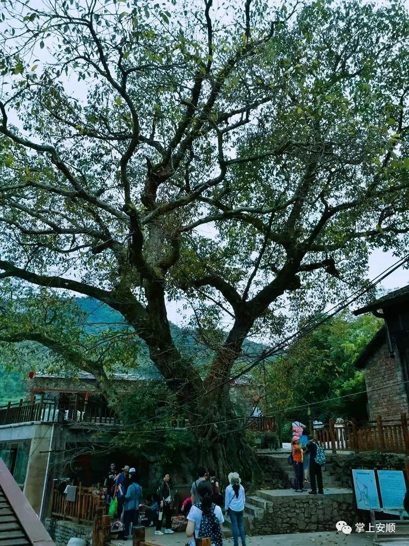 触摸一份古老，相遇一方宁静，黄果树滑石哨就是一个值得静下心来，享受慢时光的村落。图为滑石哨大榕树