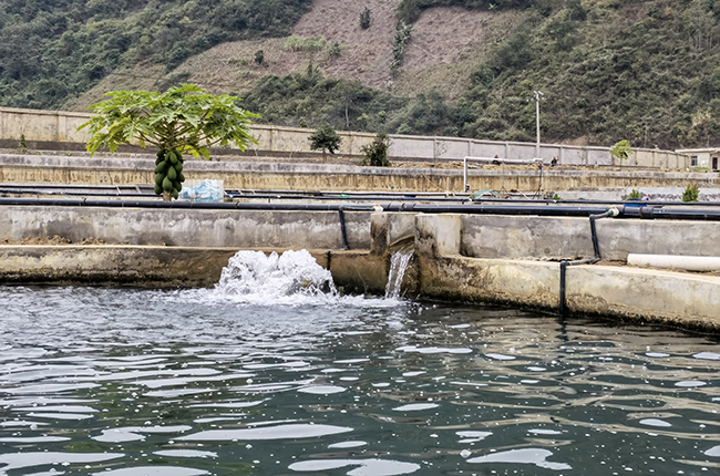 　　临近春节，磨上村板岩组冷水鱼养殖基地正迎来销售的又一个旺季，养殖基地里聘用的当地员工十分高兴地说：“养鱼场丰收，我们就增收”。镇宁自治县简嘎乡生态冷水鱼养殖场位于简嘎乡磨上村板岩组，该乡按照“公司+合作社+农户”的模式将板岩组闲置的160亩河滩改造成冷水养鱼基地，项目固定资产投入4000万元，年产出名特优鲜鱼2000吨。目前已与北京、广东、上海、青岛、贵阳等地市场签了大订单，让特色产品变成帮助百姓增收的真金白银。（安顺日报大数据智慧全媒体记者  张江隆）