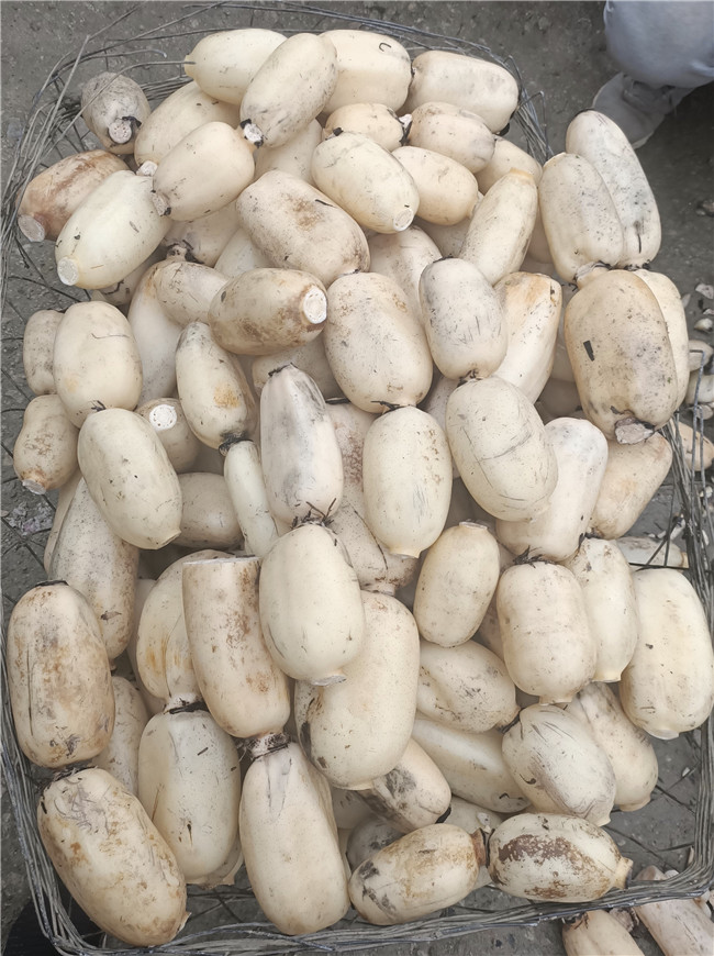 　　近日，在经开区幺铺镇十里荷廊休闲农业示范园，采收已经进入尾声，“采藕人”正抢抓晴好天气在莲藕种植基地里俯身劳作。他们穿着连体防水裤，手握高压水枪，半身浸在水中，在藕田间娴熟摸索，拔出一根根又长又大的莲藕，冲洗得白白净净，洋溢着丰收的喜悦。“采藕人”每天最多可采藕产量约1200斤，按6毛钱每斤的工价结算，日薪可达720元。位于花安高速两侧，横跨经开区幺铺镇羊场、安湖、阿歪寨3个村，种植面积7000亩的十里荷廊休闲农业示范园，让传统农业生产的画卷在产业振兴道路上有了新的诠释与表达。目前，以十里荷廊为主产区的“幺铺莲藕”已获得国家农产品地理标志，现在每天产量在1万斤左右，主要销往贵州省内及云南、广西等省。（安顺日报社大数据智慧全媒体记者 唐琪 ）