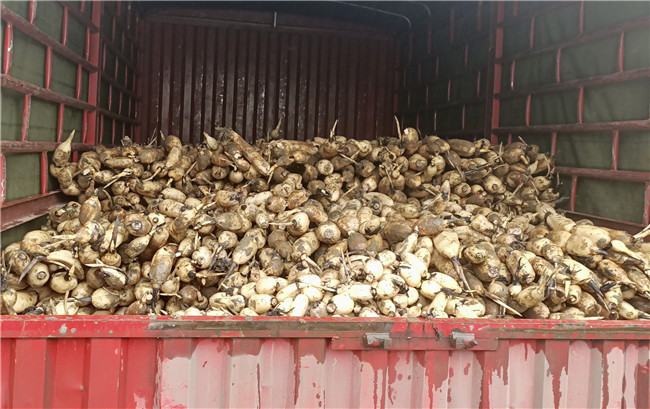 　　近日，在经开区幺铺镇十里荷廊休闲农业示范园，采收已经进入尾声，“采藕人”正抢抓晴好天气在莲藕种植基地里俯身劳作。他们穿着连体防水裤，手握高压水枪，半身浸在水中，在藕田间娴熟摸索，拔出一根根又长又大的莲藕，冲洗得白白净净，洋溢着丰收的喜悦。“采藕人”每天最多可采藕产量约1200斤，按6毛钱每斤的工价结算，日薪可达720元。位于花安高速两侧，横跨经开区幺铺镇羊场、安湖、阿歪寨3个村，种植面积7000亩的十里荷廊休闲农业示范园，让传统农业生产的画卷在产业振兴道路上有了新的诠释与表达。目前，以十里荷廊为主产区的“幺铺莲藕”已获得国家农产品地理标志，现在每天产量在1万斤左右，主要销往贵州省内及云南、广西等省。（安顺日报社大数据智慧全媒体记者 唐琪 ）