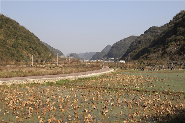 　　近日，在经开区幺铺镇十里荷廊休闲农业示范园，采收已经进入尾声，“采藕人”正抢抓晴好天气在莲藕种植基地里俯身劳作。他们穿着连体防水裤，手握高压水枪，半身浸在水中，在藕田间娴熟摸索，拔出一根根又长又大的莲藕，冲洗得白白净净，洋溢着丰收的喜悦。“采藕人”每天最多可采藕产量约1200斤，按6毛钱每斤的工价结算，日薪可达720元。位于花安高速两侧，横跨经开区幺铺镇羊场、安湖、阿歪寨3个村，种植面积7000亩的十里荷廊休闲农业示范园，让传统农业生产的画卷在产业振兴道路上有了新的诠释与表达。目前，以十里荷廊为主产区的“幺铺莲藕”已获得国家农产品地理标志，现在每天产量在1万斤左右，主要销往贵州省内及云南、广西等省。（安顺日报社大数据智慧全媒体记者 唐琪 ）