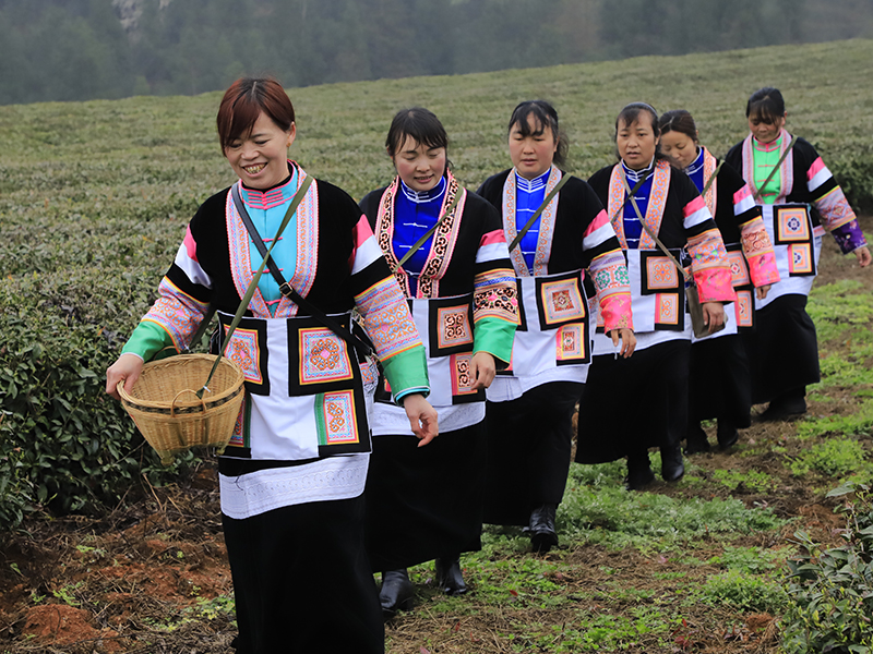 　　茶园开园，喜气连连。连绵起伏的茶山翠绿葱茏，嫩绿的新芽从枝头争先恐后地冒出，漫山遍野都是茶叶的清香。几十名身着民族服装的茶农提着竹篮在茶园分散开来，采摘今年的第一批新茶。安顺市蚕种场平均海拔1300米，周边茂林苍翠，常年云雾缭绕，极其适宜茶树生长，是瀑布茶品牌的核心生产基地，多年来始终坚持按照绿色食品认证标准进行茶园管理，受到了省内外消费者一致好评。（安顺日报社大数据智慧全媒体记者  陈婷婷）