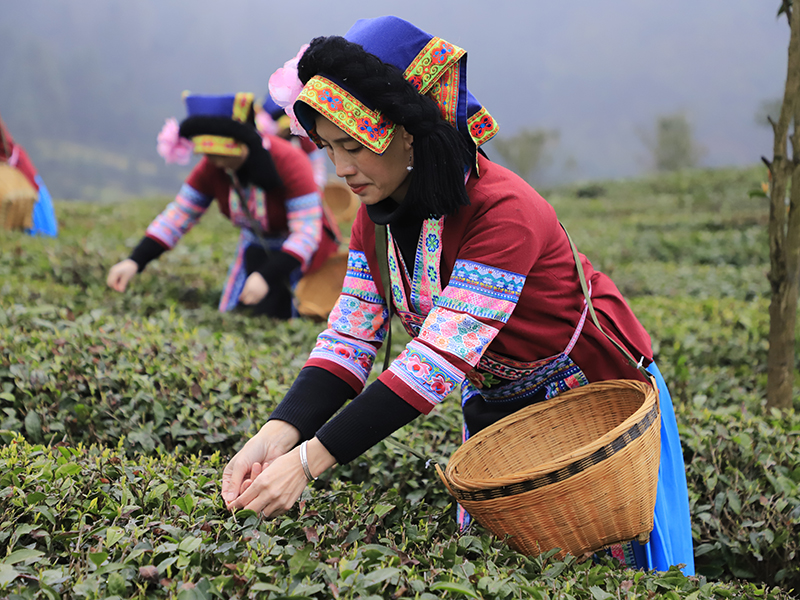 　　茶园开园，喜气连连。连绵起伏的茶山翠绿葱茏，嫩绿的新芽从枝头争先恐后地冒出，漫山遍野都是茶叶的清香。几十名身着民族服装的茶农提着竹篮在茶园分散开来，采摘今年的第一批新茶。安顺市蚕种场平均海拔1300米，周边茂林苍翠，常年云雾缭绕，极其适宜茶树生长，是瀑布茶品牌的核心生产基地，多年来始终坚持按照绿色食品认证标准进行茶园管理，受到了省内外消费者一致好评。（安顺日报社大数据智慧全媒体记者  陈婷婷）
