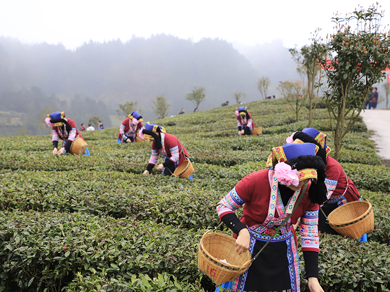 　　茶园开园，喜气连连。连绵起伏的茶山翠绿葱茏，嫩绿的新芽从枝头争先恐后地冒出，漫山遍野都是茶叶的清香。几十名身着民族服装的茶农提着竹篮在茶园分散开来，采摘今年的第一批新茶。安顺市蚕种场平均海拔1300米，周边茂林苍翠，常年云雾缭绕，极其适宜茶树生长，是瀑布茶品牌的核心生产基地，多年来始终坚持按照绿色食品认证标准进行茶园管理，受到了省内外消费者一致好评。（安顺日报社大数据智慧全媒体记者  陈婷婷）