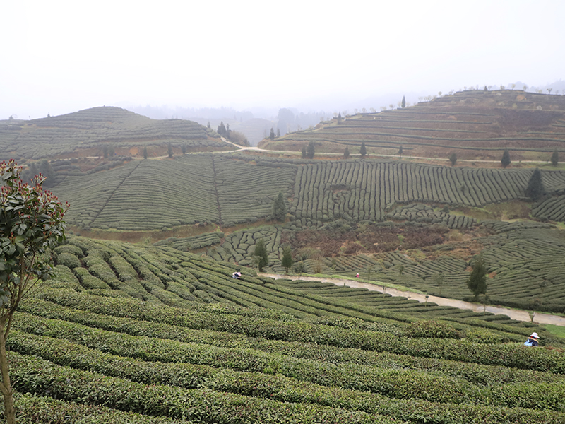 　　茶园开园，喜气连连。连绵起伏的茶山翠绿葱茏，嫩绿的新芽从枝头争先恐后地冒出，漫山遍野都是茶叶的清香。几十名身着民族服装的茶农提着竹篮在茶园分散开来，采摘今年的第一批新茶。安顺市蚕种场平均海拔1300米，周边茂林苍翠，常年云雾缭绕，极其适宜茶树生长，是瀑布茶品牌的核心生产基地，多年来始终坚持按照绿色食品认证标准进行茶园管理，受到了省内外消费者一致好评。（安顺日报社大数据智慧全媒体记者  陈婷婷）