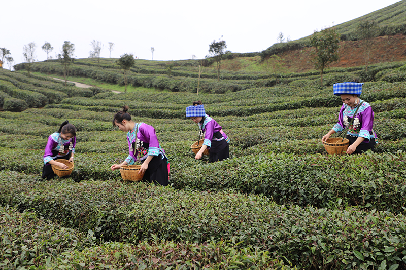 　　茶园开园，喜气连连。连绵起伏的茶山翠绿葱茏，嫩绿的新芽从枝头争先恐后地冒出，漫山遍野都是茶叶的清香。几十名身着民族服装的茶农提着竹篮在茶园分散开来，采摘今年的第一批新茶。安顺市蚕种场平均海拔1300米，周边茂林苍翠，常年云雾缭绕，极其适宜茶树生长，是瀑布茶品牌的核心生产基地，多年来始终坚持按照绿色食品认证标准进行茶园管理，受到了省内外消费者一致好评。（安顺日报社大数据智慧全媒体记者  陈婷婷）