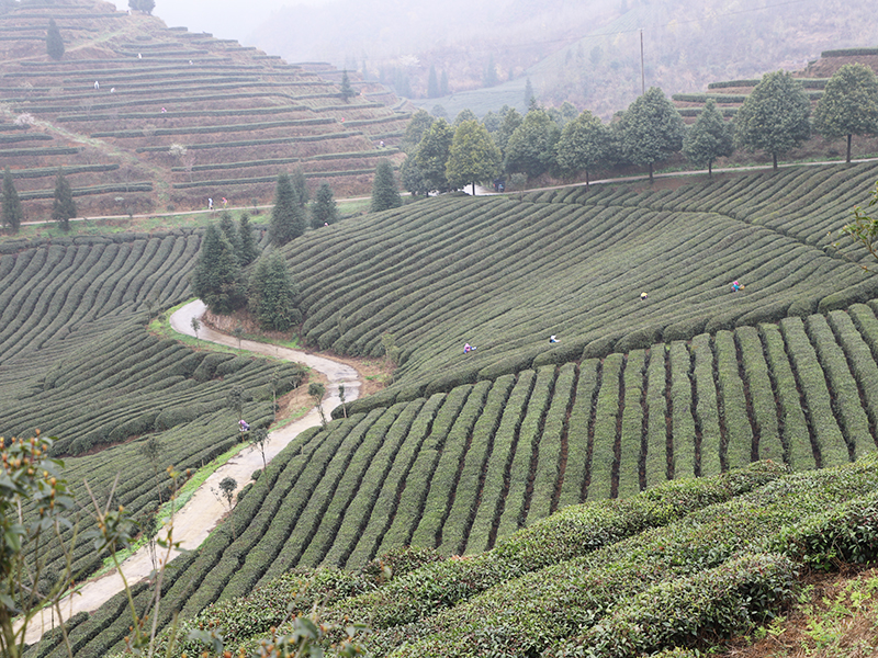　　茶园开园，喜气连连。连绵起伏的茶山翠绿葱茏，嫩绿的新芽从枝头争先恐后地冒出，漫山遍野都是茶叶的清香。几十名身着民族服装的茶农提着竹篮在茶园分散开来，采摘今年的第一批新茶。安顺市蚕种场平均海拔1300米，周边茂林苍翠，常年云雾缭绕，极其适宜茶树生长，是瀑布茶品牌的核心生产基地，多年来始终坚持按照绿色食品认证标准进行茶园管理，受到了省内外消费者一致好评。（安顺日报社大数据智慧全媒体记者  陈婷婷）