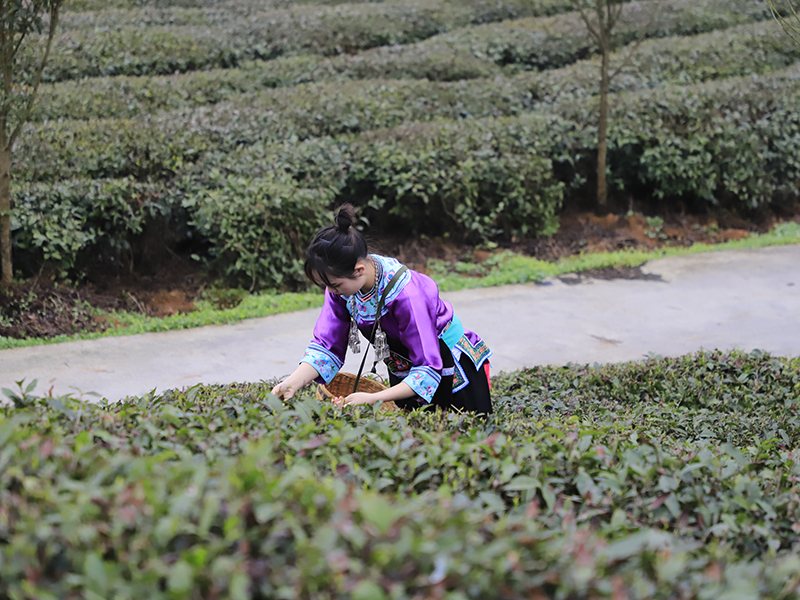 　　茶园开园，喜气连连。连绵起伏的茶山翠绿葱茏，嫩绿的新芽从枝头争先恐后地冒出，漫山遍野都是茶叶的清香。几十名身着民族服装的茶农提着竹篮在茶园分散开来，采摘今年的第一批新茶。安顺市蚕种场平均海拔1300米，周边茂林苍翠，常年云雾缭绕，极其适宜茶树生长，是瀑布茶品牌的核心生产基地，多年来始终坚持按照绿色食品认证标准进行茶园管理，受到了省内外消费者一致好评。（安顺日报社大数据智慧全媒体记者  陈婷婷）