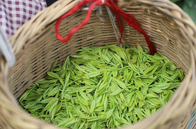 　　春回大地，茶叶飘香，眼下正是春茶采摘的好时节。
　　茶产业作为安顺重要的支柱农业产业，小小的一片茶叶支撑着多个县区的经济发展。在这些县区中，普定的茶叶产业尤为突出。截至目前，全县茶园面积达8.61万亩，可采面积6.54万亩。2020年底，全县茶叶产量1300吨，产值3.9亿元。（安顺日报社大数据智慧全媒体记者  伍水清  张江隆）