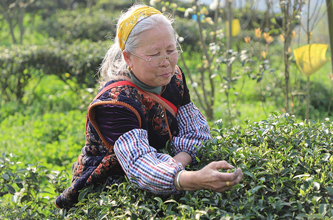 　　春回大地，茶叶飘香，眼下正是春茶采摘的好时节。
　　茶产业作为安顺重要的支柱农业产业，小小的一片茶叶支撑着多个县区的经济发展。在这些县区中，普定的茶叶产业尤为突出。截至目前，全县茶园面积达8.61万亩，可采面积6.54万亩。2020年底，全县茶叶产量1300吨，产值3.9亿元。（安顺日报社大数据智慧全媒体记者  伍水清  张江隆）