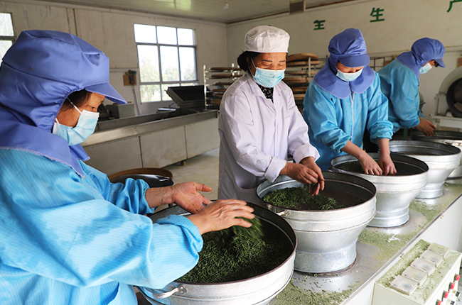 　　春回大地，茶叶飘香，眼下正是春茶采摘的好时节。
　　茶产业作为安顺重要的支柱农业产业，小小的一片茶叶支撑着多个县区的经济发展。在这些县区中，普定的茶叶产业尤为突出。截至目前，全县茶园面积达8.61万亩，可采面积6.54万亩。2020年底，全县茶叶产量1300吨，产值3.9亿元。（安顺日报社大数据智慧全媒体记者  伍水清  张江隆）