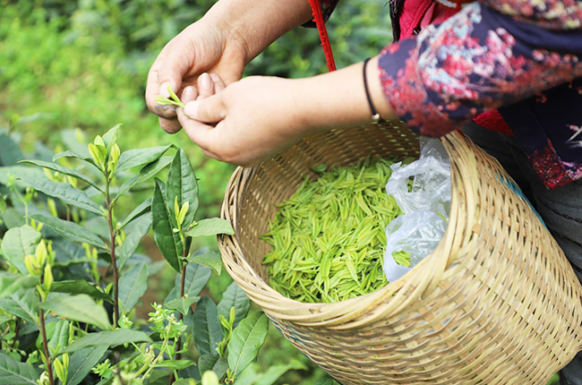 　　春回大地，茶叶飘香，眼下正是春茶采摘的好时节。
　　茶产业作为安顺重要的支柱农业产业，小小的一片茶叶支撑着多个县区的经济发展。在这些县区中，普定的茶叶产业尤为突出。截至目前，全县茶园面积达8.61万亩，可采面积6.54万亩。2020年底，全县茶叶产量1300吨，产值3.9亿元。（安顺日报社大数据智慧全媒体记者  伍水清  张江隆）