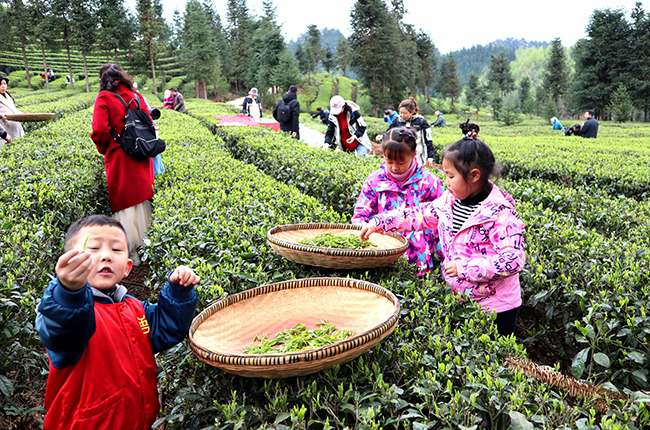 　　3月21日，西秀区旧州镇茶岭村茶场迎来了一批小客人，他们在家长和老师的带领下体验采茶乐趣，制作成品干茶，学习茶叶知识。图为西秀区旧州镇茶岭村茶场小朋友正在采茶。（安顺日报社大数据智慧全媒体记者 刘现虹）