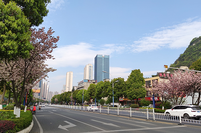 　　近日，随着气温回升，安顺城区多条主干道两旁的樱花相继绽放，形成一道美丽的风景线。图为黄果树大街的樱花。（安顺日报社大数据智慧全媒体记者 武贵琼 摄）