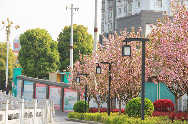 　　近日，随着气温回升，安顺城区多条主干道两旁的樱花相继绽放，形成一道美丽的风景线。图为贯城河河边樱花盛开。（安顺日报社大数据智慧全媒体记者 武贵琼 摄）