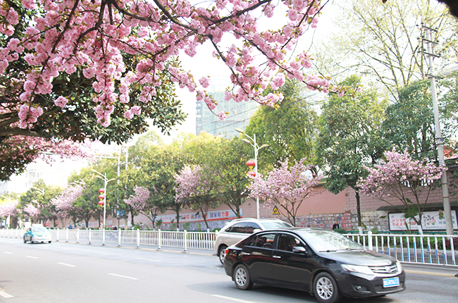 　　近日，随着气温回升，安顺城区多条主干道两旁的樱花相继绽放，形成一道美丽的风景线。图为虹山湖路上怒放的樱花。（安顺日报社大数据智慧全媒体记者 武贵琼 摄）