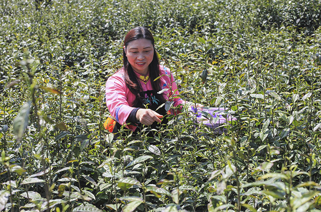 　　3月30日，在平坝区乐平镇高山云雾茶种植基地，采茶工人忙着采摘明前茶。随着清明节的到来，我市各大茶场加紧生产、赶制明前茶，供应市场。(安顺日报社大数据智慧全媒体记者 卢维）