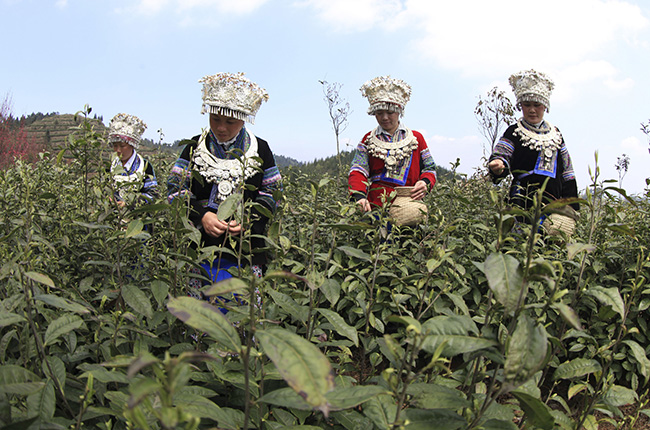 　　3月30日，在平坝区乐平镇高山云雾茶种植基地，采茶工人忙着采摘明前茶。随着清明节的到来，我市各大茶场加紧生产、赶制明前茶，供应市场。(安顺日报社大数据智慧全媒体记者 卢维）