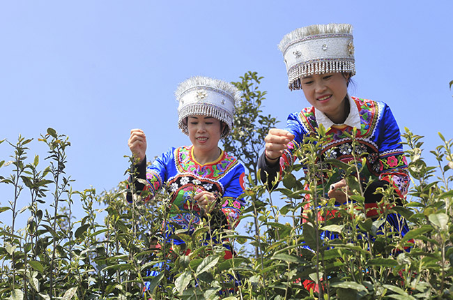 　　3月30日，在平坝区乐平镇高山云雾茶种植基地，采茶工人忙着采摘明前茶。随着清明节的到来，我市各大茶场加紧生产、赶制明前茶，供应市场。(安顺日报社大数据智慧全媒体记者 卢维）