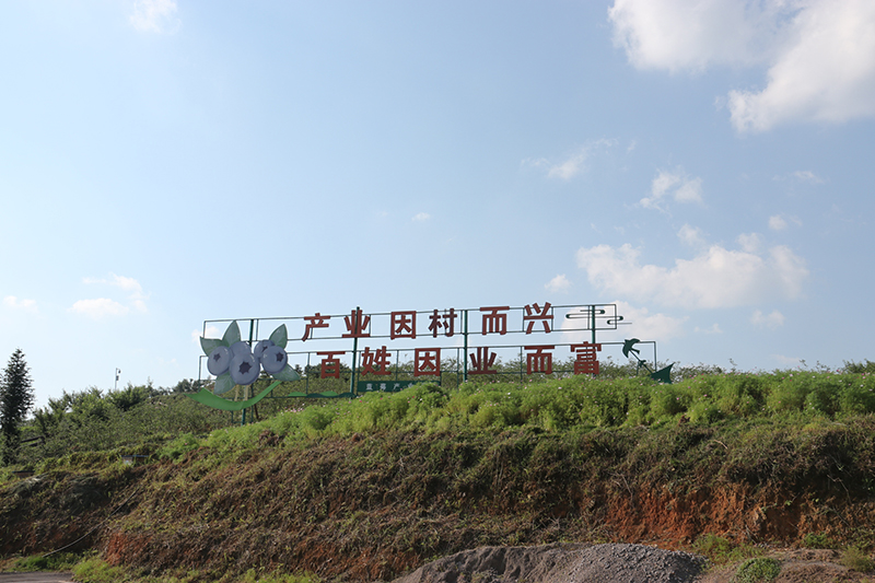 6月4日至6月5日我市召开全市农业现代化推进大会，会议采取现场观摩、召开推进大会形式进行。6月4日观摩嘉宾分为二组分别到平坝区肉牛全产业链建设项目基地、西秀区旧州镇茶岭村宜居乡村示范点、西秀区双堡镇银山村辣椒规模化种植基地、镇宁自治县良田镇520高密植补光火龙果种植基地、镇宁自治县简嘎乡百香果加工厂、紫云自治县板当镇贵州百灵生态蓝莓园、关岭自治县断桥镇坡舟村宜居乡村示范点、关岭自治县断桥镇现代渔业种业园区、黄果树盔林甲村宜居乡村示范点、镇宁自治县扁担山镇花果山农旅融合示范园区、经济开发区幺铺镇牛蹄村宜居乡村示范点、普定县大兴父母代兔养殖场、普定春归保健科技有限公司进行观摩。（安顺日报社大数据智慧全媒体记者）