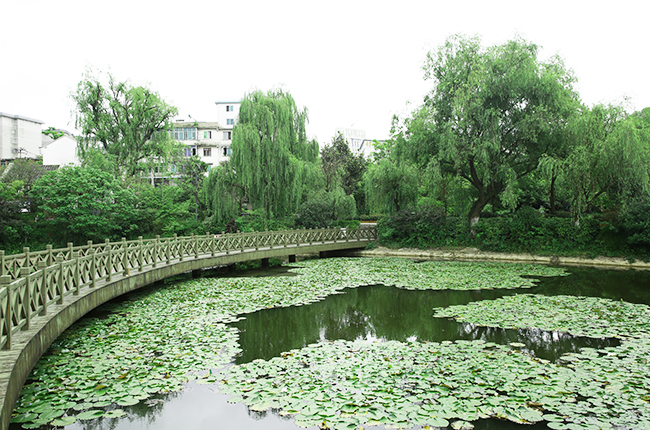 近日，记者走进虹山湖看见睡莲竞相绽放，红白两种颜色的睡莲在朵朵翠绿莲叶的映托下分外美丽，相继吸引市民前来赏花拍照。睡莲，别称水浮莲、子午莲，属多年生水生植物。睡莲分为耐寒睡莲、热带睡莲两大类。耐寒睡莲花期为5-9月。（安顺日报社大数据智慧全媒体记者 陈婷）