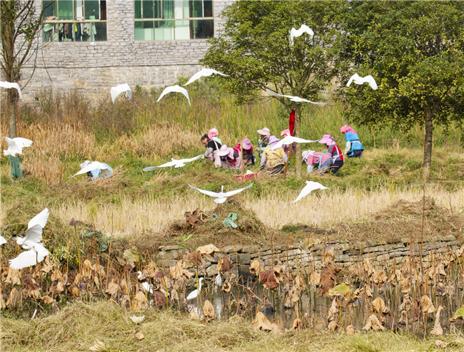 　　12月5日，西秀区大西桥镇下九溪村,鸟儿们在劳作的村民周围飞舞，绘成一幅人鸟和谐共处的美好画面。据安顺市鸟类摄影爱好者刘继灵介绍，由于下九溪村生态环境好，吸引众多鸟类前来栖息，目前已有八九十只白鹭，近十只苍鹭在此栖息。
　　记者 卢维 摄影报道