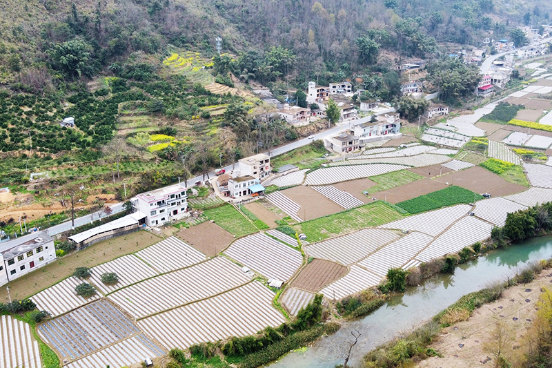春意浓时农春耕。3月21日，记者来到关岭自治县断桥镇，放眼木城河畔，菜农们在一片春色下覆膜播种，春耕农忙。据悉，早熟蔬菜作为该镇的三大主导产业之一，全镇种植面积已达2万亩。（安顺日报社大数据智慧全媒体记者 高智）