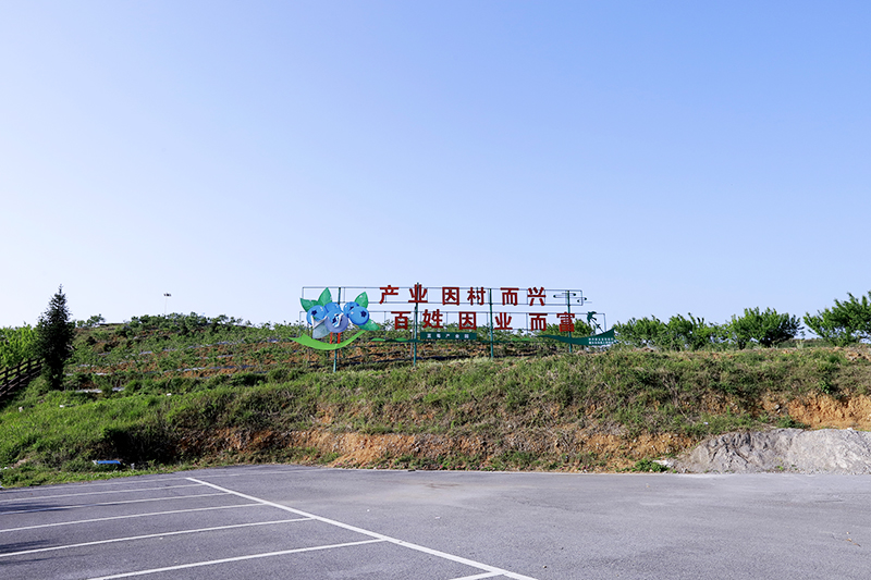 　　村内巷道干净整洁，家家户户门前修葺的木质栅栏围成了“小花坛”“小菜园”，园子里蓝莓开出朵朵白花……去年以来，紫云自治县板当镇硐口村以打造全省特色田园乡村·乡村振兴集成示范试点为契机，从“美丽庭院”里的乡村诗意，到生态绿色产业释放的发展红利，绿色擦亮了村居环境，让乡村变了样子，也让村民们的生活发生着改变。图为硐口村蓝莓产业园一角（安顺日报社大数据全媒体记者  伍水清  摄影报道）