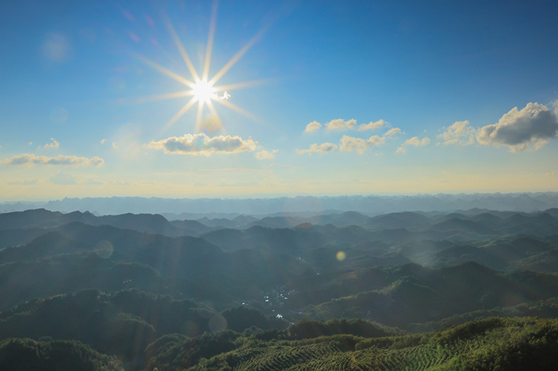 盛夏时节，记者走进镇宁自治县革帮村跳花坡，山顶，一座座高大挺拔的风力发电塔将蓝天、白云相连；山坡上，占地面积800余亩的生态茶园，村民正忙着采茶；山脚下，保留较为完好的苗族文化建筑遥相呼应，形成一幅美丽的生态乡村画卷。近年来，镇宁革帮村立足生态资源优势，抢抓政策机遇，以“风 茶 文旅”特色乡村旅游产业为基础，整合优势资源，延伸产业链，打好高质量发展的基础。（安顺日报社大数据智慧全媒体记者 陈婷）