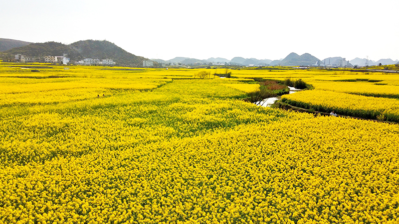 3月12日，记者走进西秀区大西桥镇中所村，油菜花开得正盛，置身于花海之中，花团锦簇，美不胜收。（安顺日报融媒体中心记者 高智）
