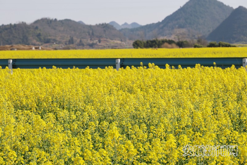  2月19日，天气骤暖，春风和煦。记者来到西秀区东屯乡，在乡间公路看到大片油菜花相继盛开，一望无际，在春风轻拂下发出醉人芳香，远远望去宛如一片金色的海洋。（安顺日报融媒体中心记者  李超然 詹艳）