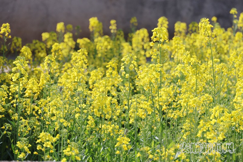  2月19日，天气骤暖，春风和煦。记者来到西秀区东屯乡，在乡间公路看到大片油菜花相继盛开，一望无际，在春风轻拂下发出醉人芳香，远远望去宛如一片金色的海洋。（安顺日报融媒体中心记者  李超然 詹艳）