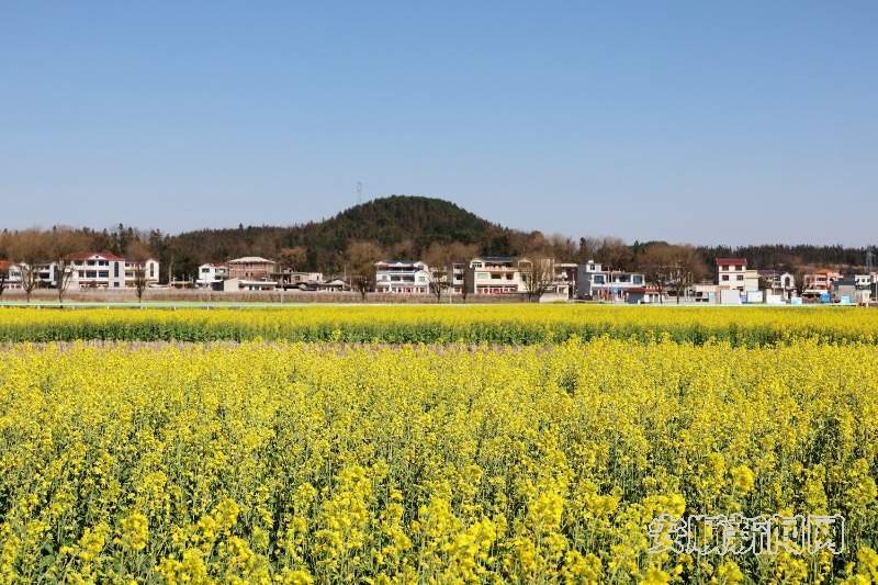  2月19日，天气骤暖，春风和煦。记者来到西秀区东屯乡，在乡间公路看到大片油菜花相继盛开，一望无际，在春风轻拂下发出醉人芳香，远远望去宛如一片金色的海洋。（安顺日报融媒体中心记者  李超然 詹艳）