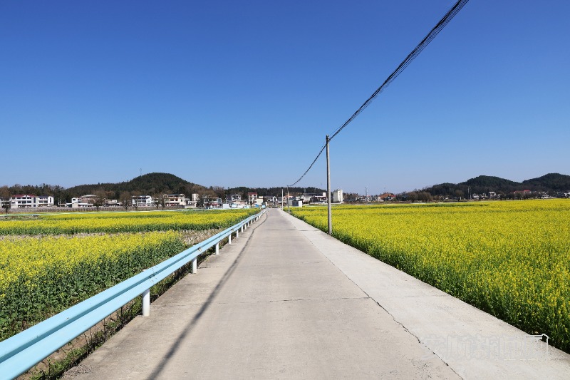  2月19日，天气骤暖，春风和煦。记者来到西秀区东屯乡，在乡间公路看到大片油菜花相继盛开，一望无际，在春风轻拂下发出醉人芳香，远远望去宛如一片金色的海洋。（安顺日报融媒体中心记者  李超然 詹艳）