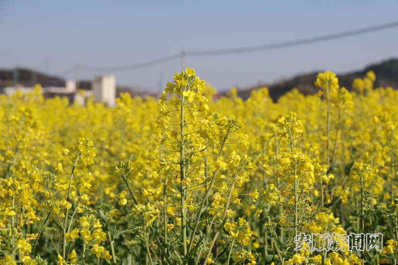  2月19日，天气骤暖，春风和煦。记者来到西秀区东屯乡，在乡间公路看到大片油菜花相继盛开，一望无际，在春风轻拂下发出醉人芳香，远远望去宛如一片金色的海洋。（安顺日报融媒体中心记者  李超然 詹艳）