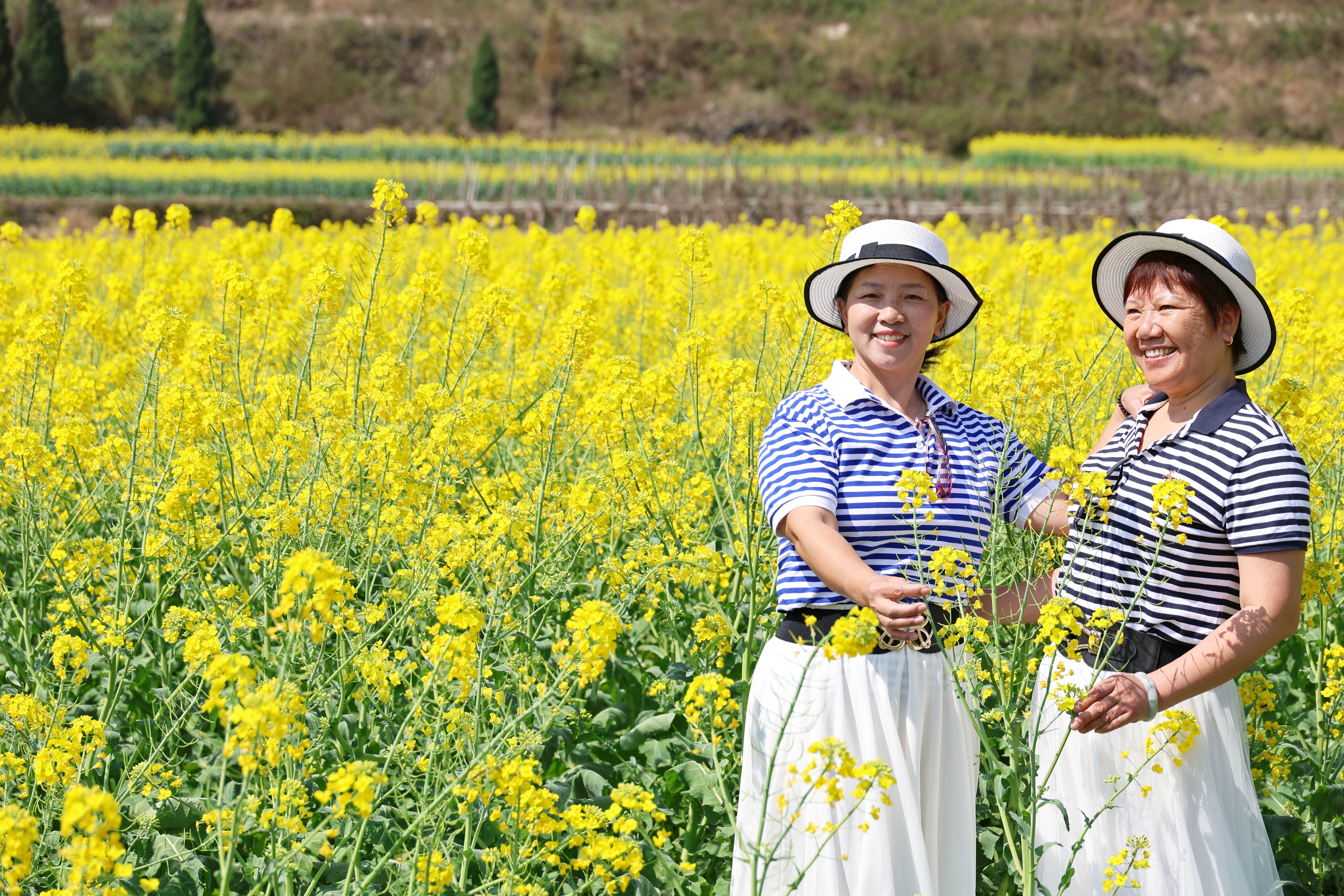 又到油菜花开时。2月21日，记者在关岭自治县顶云街道石板井村看到，油菜花开得正盛，引得游客纷纷来到田坎前、花丛边赏花、拍照、录像。（安顺日报融媒体中心记者 高智）