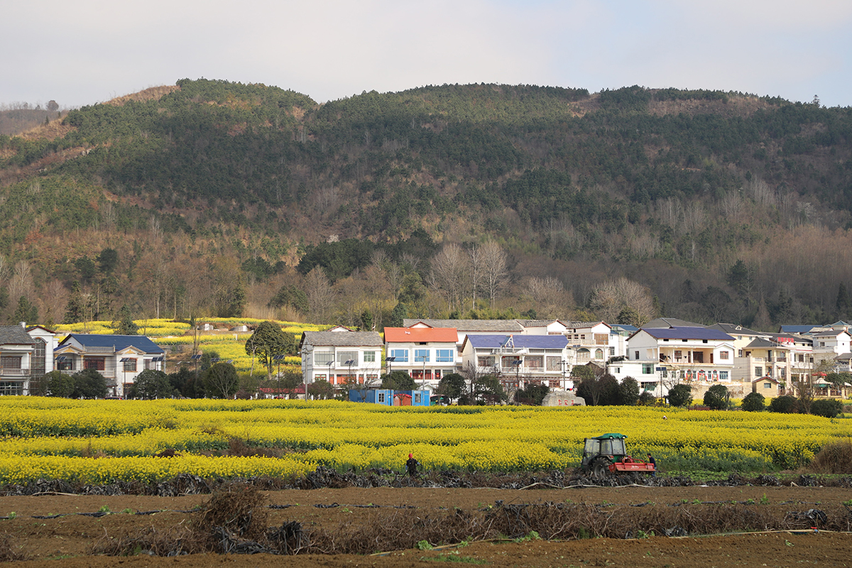 　　近期，在西秀区旧州镇浪塘村、七眼桥镇云山屯等村庄田间地头，到处是油菜花盛开的景象，金灿灿的油菜花犹如一片片金黄色的花海，像一幅绝美的画卷，吸引众多游客观赏。（安顺日报融媒体中心 陈婷婷）