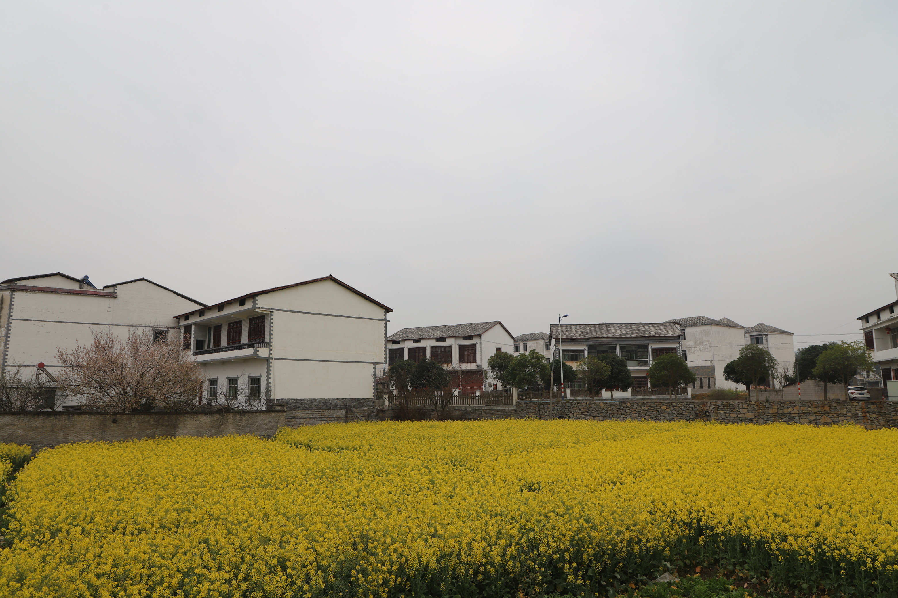 　　近期，在西秀区旧州镇浪塘村、七眼桥镇云山屯等村庄田间地头，到处是油菜花盛开的景象，金灿灿的油菜花犹如一片片金黄色的花海，像一幅绝美的画卷，吸引众多游客观赏。（安顺日报融媒体中心 陈婷婷）