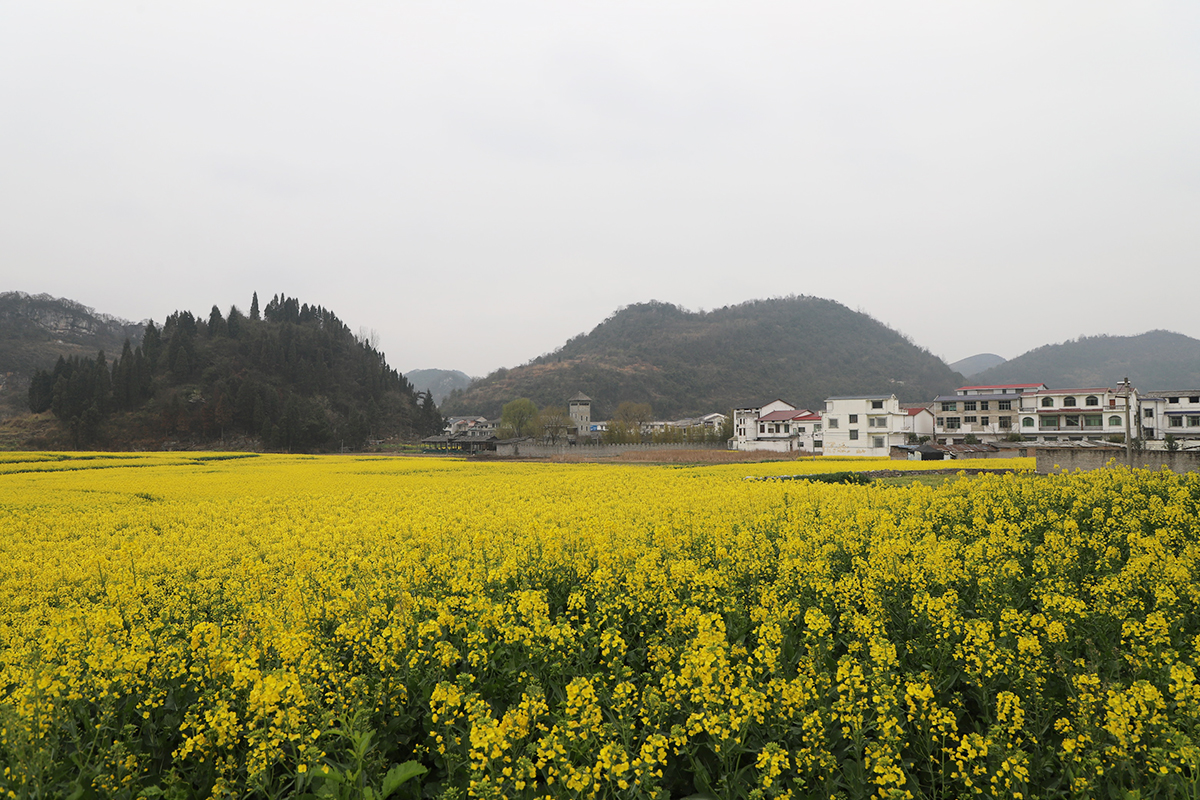 　　近期，在西秀区旧州镇浪塘村、七眼桥镇云山屯等村庄田间地头，到处是油菜花盛开的景象，金灿灿的油菜花犹如一片片金黄色的花海，像一幅绝美的画卷，吸引众多游客观赏。（安顺日报融媒体中心 陈婷婷）