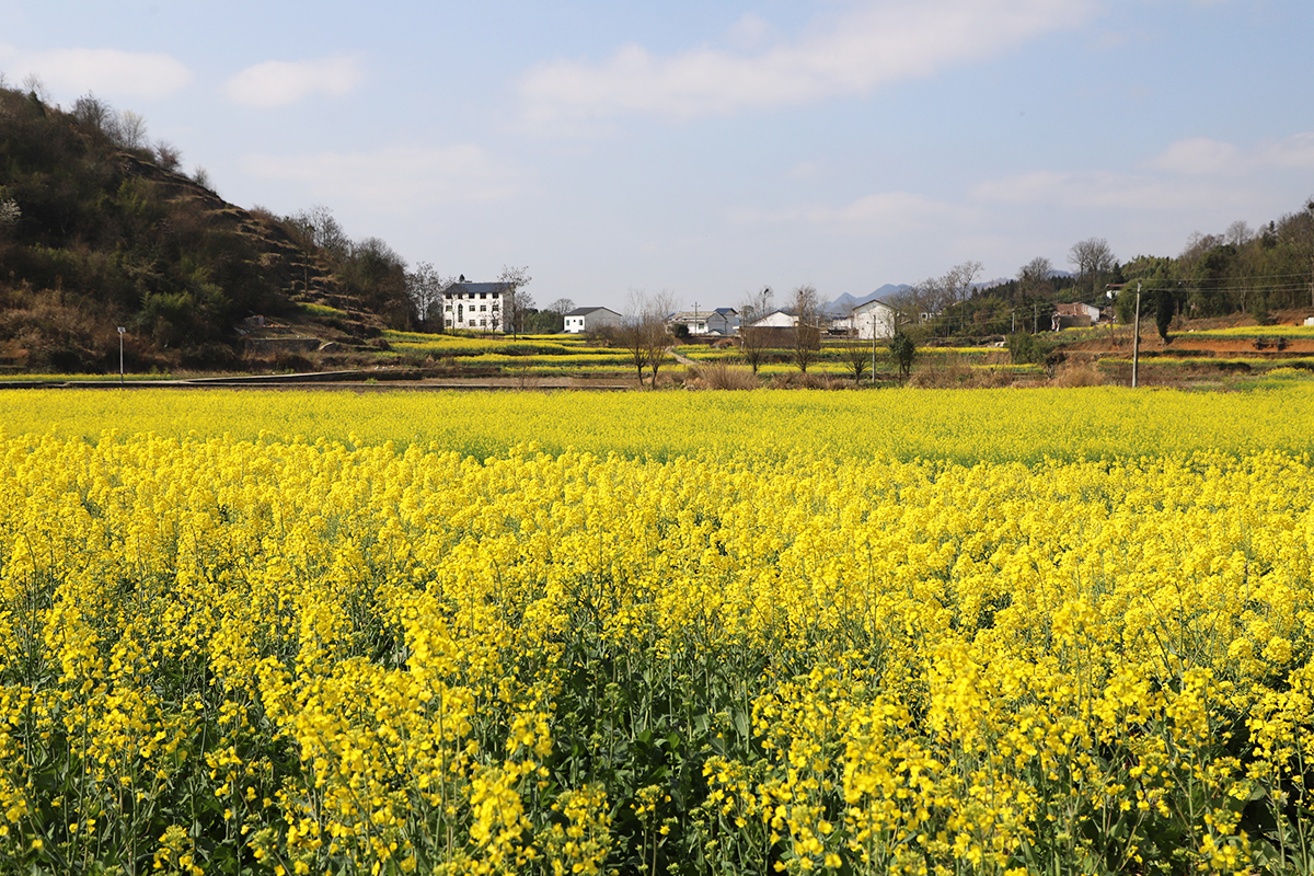 　　近期，在西秀区旧州镇浪塘村、七眼桥镇云山屯等村庄田间地头，到处是油菜花盛开的景象，金灿灿的油菜花犹如一片片金黄色的花海，像一幅绝美的画卷，吸引众多游客观赏。（安顺日报融媒体中心 陈婷婷）