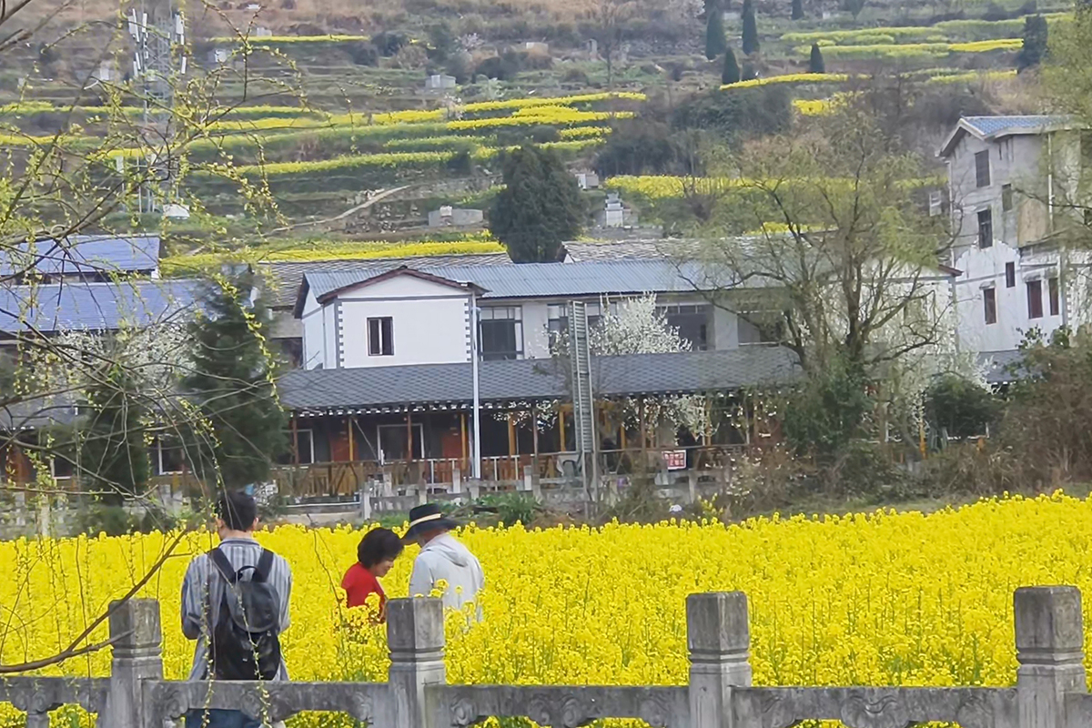 　　近期，在西秀区旧州镇浪塘村、七眼桥镇云山屯等村庄田间地头，到处是油菜花盛开的景象，金灿灿的油菜花犹如一片片金黄色的花海，像一幅绝美的画卷，吸引众多游客观赏。（安顺日报融媒体中心 陈婷婷）