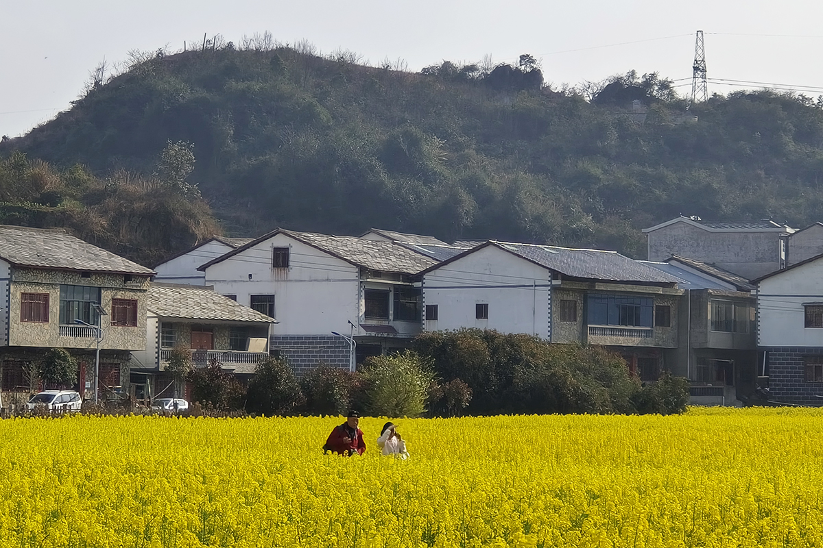 　　近期，在西秀区旧州镇浪塘村、七眼桥镇云山屯等村庄田间地头，到处是油菜花盛开的景象，金灿灿的油菜花犹如一片片金黄色的花海，像一幅绝美的画卷，吸引众多游客观赏。（安顺日报融媒体中心 陈婷婷）