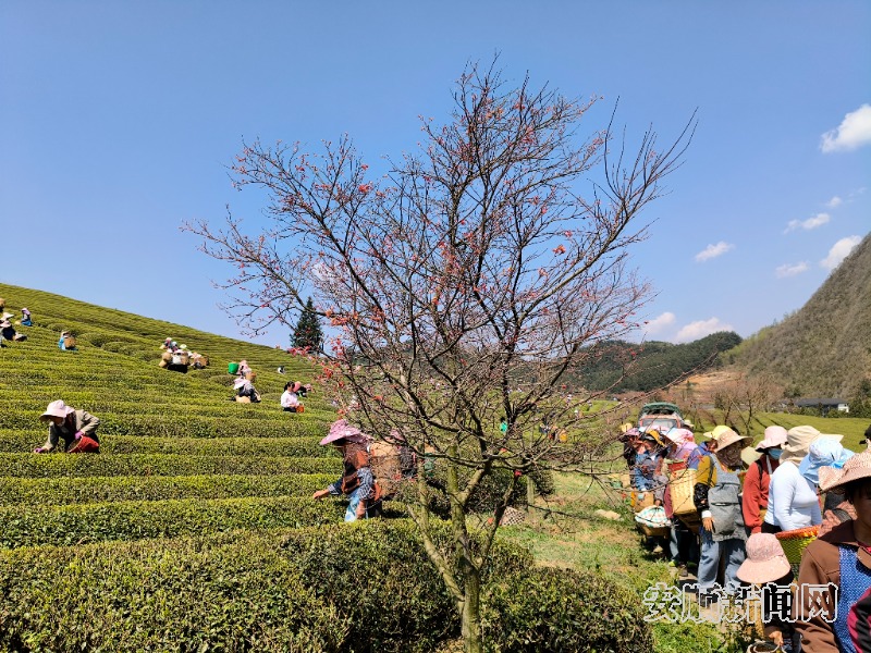 3月23日，西秀区鸡场乡十二茅坡茶园里，数百名采茶工正趁着晴好天气繁忙有序地采摘着明前春茶。该茶园山势平缓开阔，茶树排列错落有致，枝叶翠绿欲滴。采茶工在茶树间轻盈地穿梭，一片片嫩绿的茶叶被轻轻摘下，放入腰间的茶篓中。现场还吸引了茶商和游客前来体验采茶乐趣，人们的脸上洋溢着劳动和收获的喜悦。（安顺日报融媒中心记者  唐琪  摄）