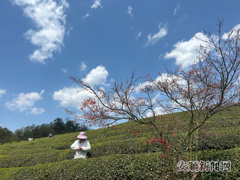 3月23日，西秀区鸡场乡十二茅坡茶园里，数百名采茶工正趁着晴好天气繁忙有序地采摘着明前春茶。该茶园山势平缓开阔，茶树排列错落有致，枝叶翠绿欲滴。采茶工在茶树间轻盈地穿梭，一片片嫩绿的茶叶被轻轻摘下，放入腰间的茶篓中。现场还吸引了茶商和游客前来体验采茶乐趣，人们的脸上洋溢着劳动和收获的喜悦。（安顺日报融媒中心记者  唐琪  摄）