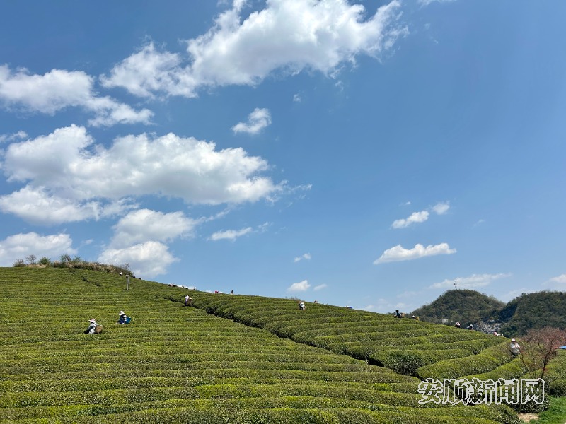3月23日，西秀区鸡场乡十二茅坡茶园里，数百名采茶工正趁着晴好天气繁忙有序地采摘着明前春茶。该茶园山势平缓开阔，茶树排列错落有致，枝叶翠绿欲滴。采茶工在茶树间轻盈地穿梭，一片片嫩绿的茶叶被轻轻摘下，放入腰间的茶篓中。现场还吸引了茶商和游客前来体验采茶乐趣，人们的脸上洋溢着劳动和收获的喜悦。（安顺日报融媒中心记者  唐琪  摄）