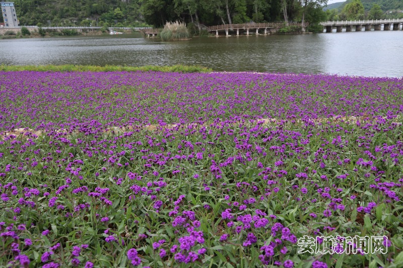5月14日，记者在虹山公园看到，一簇簇紫色小花开得正盛，散发着浓郁花香，现场呈一片梦幻的紫色海洋。现场施工人员介绍，这是刚种植的马鞭草，是虹山公园海绵城市科普展示提升项目（二期）的景观品质提升工程，工程结束后，成片的马鞭草将与游客见面。（安顺日报融媒体中心记者 卢维 摄）