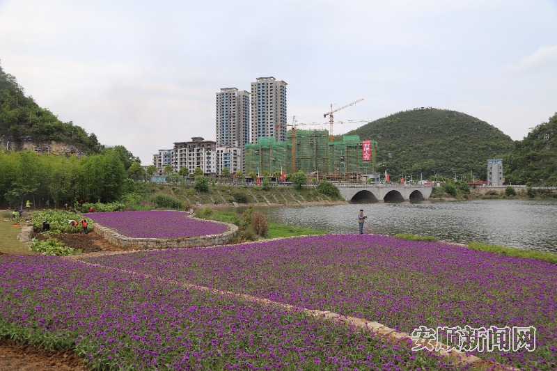5月14日，记者在虹山公园看到，一簇簇紫色小花开得正盛，散发着浓郁花香，现场呈一片梦幻的紫色海洋。现场施工人员介绍，这是刚种植的马鞭草，是虹山公园海绵城市科普展示提升项目（二期）的景观品质提升工程，工程结束后，成片的马鞭草将与游客见面。（安顺日报融媒体中心记者 卢维 摄）