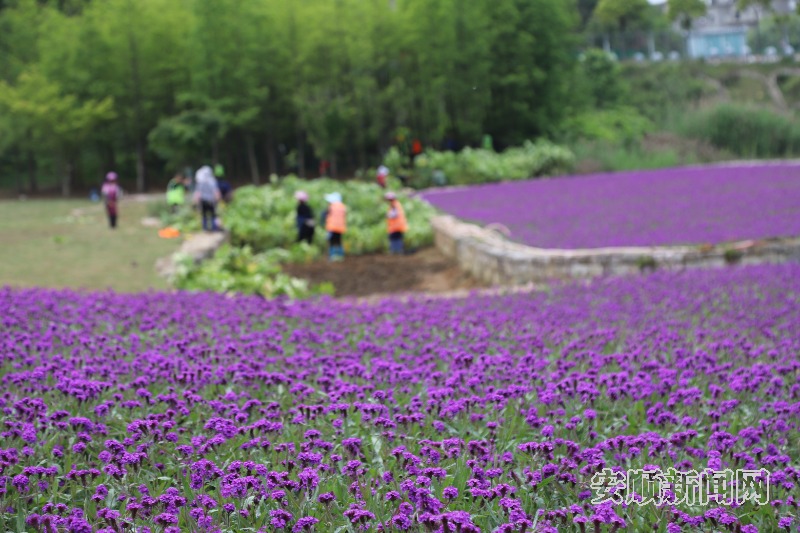 5月14日，记者在虹山公园看到，一簇簇紫色小花开得正盛，散发着浓郁花香，现场呈一片梦幻的紫色海洋。现场施工人员介绍，这是刚种植的马鞭草，是虹山公园海绵城市科普展示提升项目（二期）的景观品质提升工程，工程结束后，成片的马鞭草将与游客见面。（安顺日报融媒体中心记者 卢维 摄）