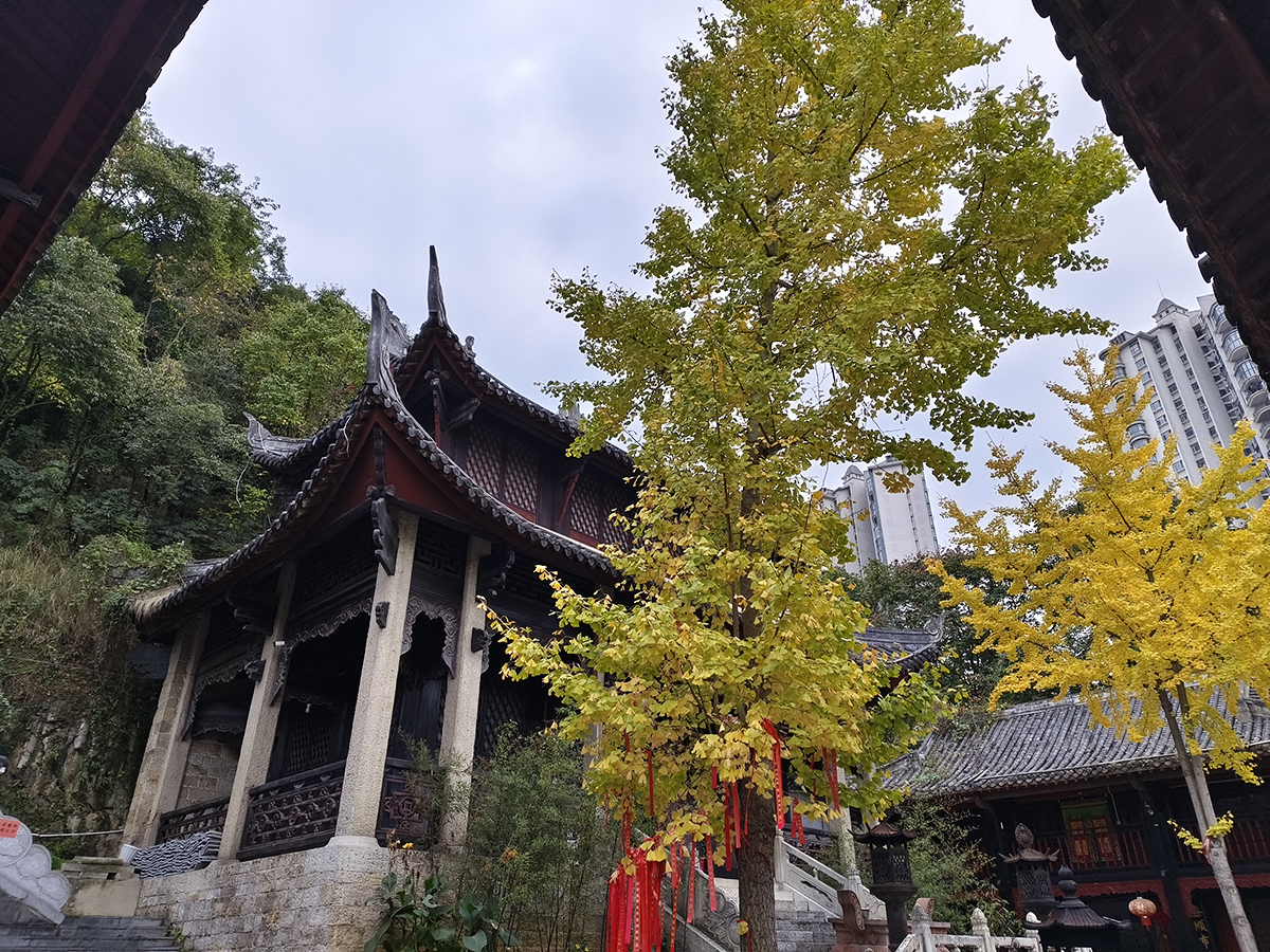 　　入冬以来，在安顺黄果树大街、金钟山、虹山湖、家运天城、圆通寺等地，一棵棵银杏树像是被大自然打翻的调色盘，成为一道独特风景线。微风拂过，璀璨金黄的银杏树叶沙沙作响，或摇曳枝头，或轻盈飘落，绘就一幅绚烂的冬日画卷。（安顺日报融媒体中心记者 陈婷婷 摄）