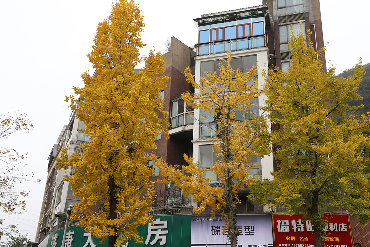 　　入冬以来，在安顺黄果树大街、金钟山、虹山湖、家运天城、圆通寺等地，一棵棵银杏树像是被大自然打翻的调色盘，成为一道独特风景线。微风拂过，璀璨金黄的银杏树叶沙沙作响，或摇曳枝头，或轻盈飘落，绘就一幅绚烂的冬日画卷。（安顺日报融媒体中心记者 陈婷婷 摄）